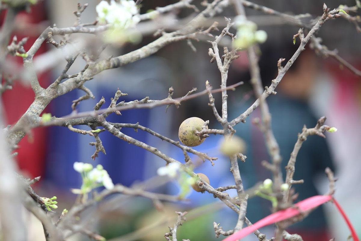 Mặc dù có giá khá cao nhưng nhiều người vẫn chịu chi tiền mua hoa lê về chơi ngày đầu xuân.