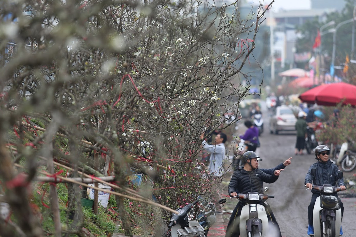 Mang 50 cành hoa lê từ Sapa xuống Hà Nội, anh Nam cho biết, những cành hoa lê này có tuổi thọ vài chục năm. Càng những cành lâu năm thì thân mốc meo, cổ thụ lại càng bung hoa trắng tinh khiết và nảy lộc xanh rờn. Có những cành cổ đến mức có cây lan “sống kí sinh” trên thân cây.