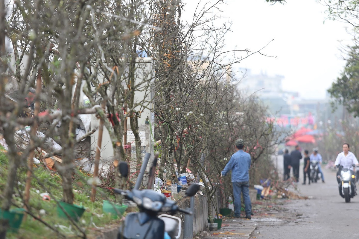 Gần Rằm tháng Giêng, hoa lê được bày bán khá nhiều tại chợ hoa Quảng An.