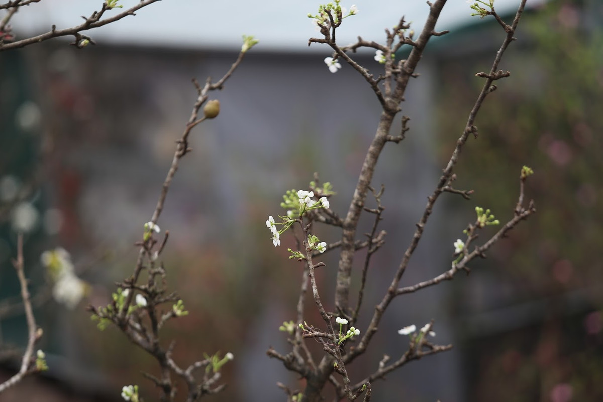 Anh Trần Công Nam (43 tuổi) bán cành hoa lê tại chợ hoa Quảng Bá cho biết: "Người Hà Nội xưa đã có thú đón xuân bằng cành đào và chơi xuân bằng cành lê. Bông hoa lê trắng trong, tinh khiết luôn mê hoặc những người sành chơi hoa".