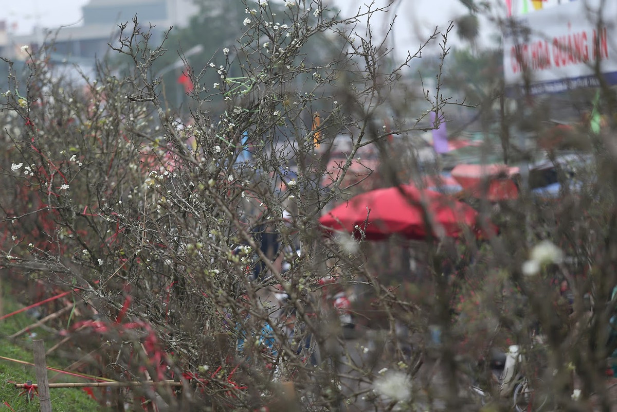 Bông hoa trắng muốt bung nở từ những cành cây khẳng khiu tạo nên một nét riêng độc đáo cho loài hoa vùng sơn cước, chỉ đơn giản vậy thôi mà hút hồn người chơi hoa Hà Nội.