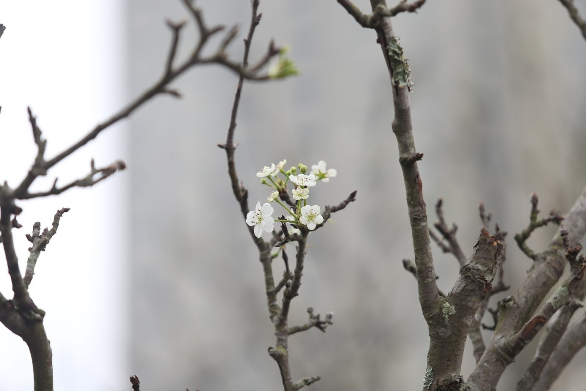 Theo khảo giá của Kiến Thức, giá mỗi cành hoa lê rừng dao động từ vài trăm nghìn đến cả triệu đồng.