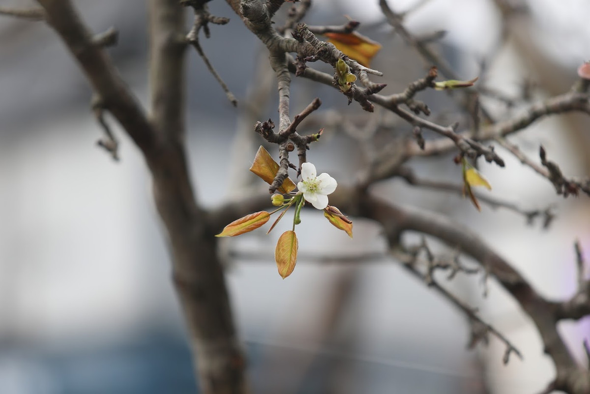 Ra Giêng, khi những cành hoa đào đã tàn, nhiều người Hà Nội lại chọn mua hoa lê rừng về trưng bày. Loài hoa này thường được nhiều thương lái thu mua ở vùng núi phía Bắc như Lào Cai, Hà Giang, Cao Bằng, Lạng Sơn…