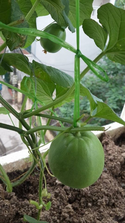 “Hiện nhà mình có 30 thùng rau ăn trái và ăn lá. Đây là nơi tập trung của 16 loại cây đa dạng khác nhau. Cứ lúc nào thời tiết ít nắng, mình lại trồng rau lang, mùng tơi và cho leo ra ngoài là có ánh sáng hất vào rau vẫn sống tốt. Khi mùa ban công đầy nắng, mình lại trồng nho, khế, dưa để tận dụng nắng cho nhiều trái ngọt” – chị Huyền bật mí.