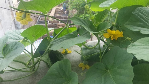 Chị Huyền kể về quá trình chăm bón mà chị cho là “dễ lắm” của mình khi trồng rau quả: “Nhà mình trồng rau quả ở ban công đã hơn 4 năm nay. Lúc nào ban công cũng xanh mướt. Mùa nào thức ấy. Vào những mùa nhiều nắng, mình trồng dưa, cà chua, nho, khế. Những mùa ít nắng hơn mình trồng rau lang, mùng tơi”.