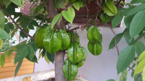 Theo chị Huyền, cứ trồng rau quả lâu và quan sát rau quả sinh trưởng trong các bồn là tự người trồng sẽ có thêm kinh nghiệm chăm bón cũng như trồng mùa vụ nào thì phù hợp. Chính bởi mát tay và khéo léo, với 4 đầu ban công, từ vài thùng rau quả, giờ nhà chị Huyền đã có 30 thùng cho rau ăn lá và ăn trái.