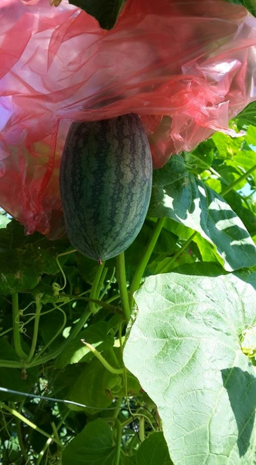 “Ngoài tranh thủ tưới bón cho rau hàng ngày vào mỗi sáng, chiều. Thậm chí buổi tối có hôm mình còn phải tranh thủ lên buộc dây leo, cắt tỉa cây thì phải thi thoảng phun thuốc trừ sâu cho cây nữa. Tuy nhiên thuốc trừ sâu bên ngoài quá nhiều hóa chất và dư lượng tồn có hại cho sức khỏe nên mình chỉ dùng thuốc trừ sâu thực vật tự chế để phun cho cây mình trồng” – chị Huyền kể.