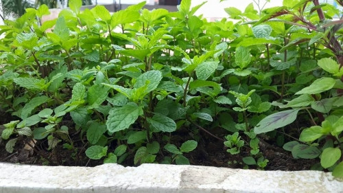 Theo chủ nhà trẻ tuổi này, để trồng rau trên ban công cũng không quá khó. Ngoài chọn đất tốt, chỉ cần chú ý đến hướng của ban công để xem nắng, sau đó chú ý đến chế độ chăm sóc phù hợp, cây nào cách chăm sóc thế ấy là đã có ban công rau xanh tốt.