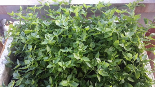 Theo người mẹ trẻ này tâm sự: “Giờ rau bẩn tràn lan trên thị trường, nên ở ngoài này, muốn có rau sạch cho con ăn mình cũng chẳng biết mua ở đâu. Bởi thế, có thể nói, con gái là động lực khiến cho mình bắt đầu nảy ra ý định trồng rau bằng thùng xốp trên ban công của nhà mình”.