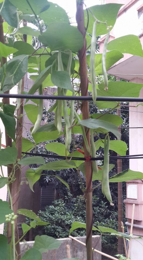 “Hai vợ chồng mình đều bận rộn đi làm tại công sở. Việc trồng rau tại ban công này của mình được anh xã giúp đỡ rất nhiều. Vì trồng trên ban công nên anh xã là người vác đất lên tầng, làm thùng xốp, cải tạo đất hàng năm. Hàng ngày anh xã cũng tranh thủ tưới rau quả cho vườn nhà mình nữa” – Người vợ trẻ hí hửng khoe.