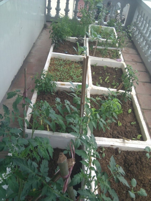 Đó chính là câu chuyện về trồng vườn rất thú vị nhà chị Đồng Thị Thu Huyền. Hiện bà mẹ trẻ Hà thành này đang cùng chồng chăm sóc những luống rau xanh tốt. Cách đây 4 năm, sau khi sinh con gái đầu lòng, chị Huyền mới nghĩ tới việc trồng rau tại nhà để lấy rau sạch cho con ăn.