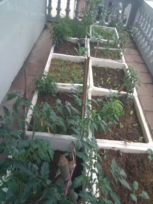 Đó chính là câu chuyện về trồng vườn rất thú vị nhà chị Đồng Thị Thu Huyền. Hiện bà mẹ trẻ Hà thành này đang cùng chồng chăm sóc những luống rau xanh tốt. Cách đây 4 năm, sau khi sinh con gái đầu lòng, chị Huyền mới nghĩ tới việc trồng rau tại nhà để lấy rau sạch cho con ăn.