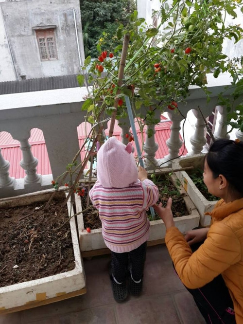 Là một người chăm sóc vườn rau quả ở ban công hàng ngày nên người phụ nữ trẻ này còn tự chế ra loại thuốc trừ sâu bằng thảo dược để chăm bón cho cây trồng phát triển tốt hơn.