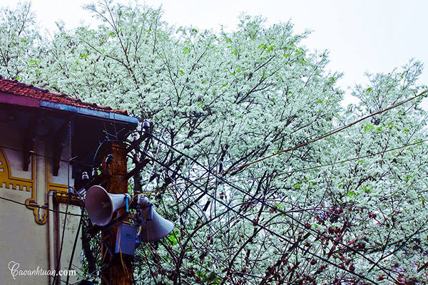 Đối với người Tây Bắc, hoa ban là món "hoa rau" quý thì đến với Thủ đô, ban là loài hoa nuôi dưỡng tâm hồn và cảm xúc. Chỉ riêng với tôi thôi, hoa ban là lời hẹn quay lại đoạn đường Thanh Niên vào 1 chiều tháng 3 dù chẳng có cớ nào khác để đi qua. Nếu bảo tôi tham lam cũng đúng, khi đã yêu hoa ban rồi lại còn say hoa sưa.