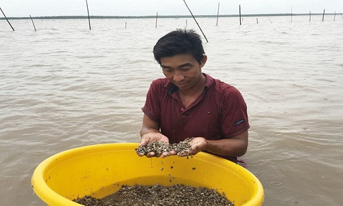 Theo một người nuôi, sò huyết giống đã bị cướp gần hết. Ảnh: Nhật Tân.