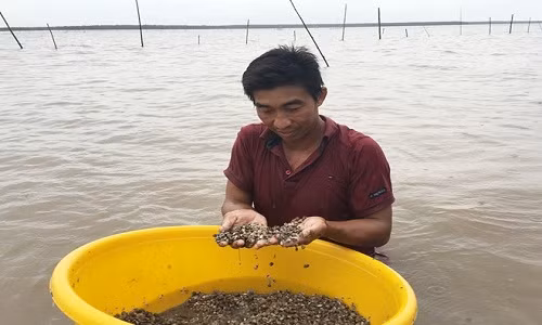 Theo một người nuôi, sò huyết giống đã bị cướp gần hết. Ảnh: Nhật Tân.