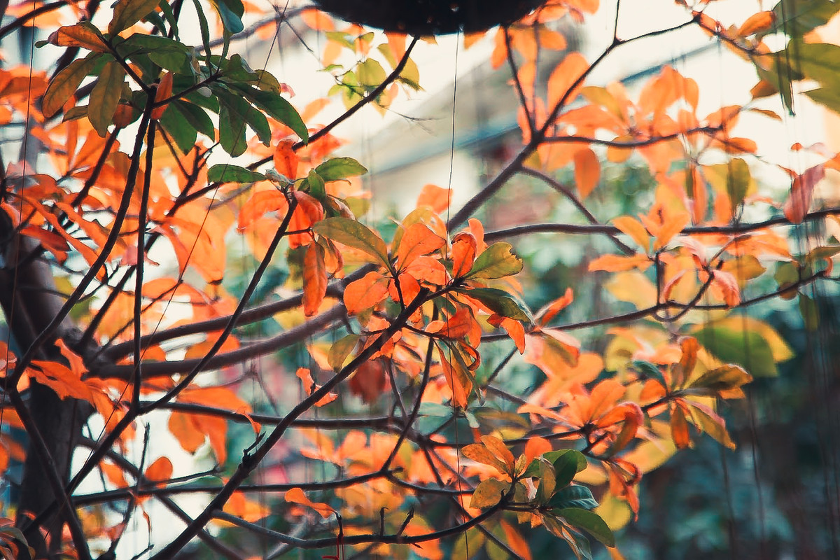 Hàng năm, cứ vào cuối xuân đầu hạ, sau những cơn mưa rào vội đến vội đi, Hà Nội lại được trải một tấm thảm lá vàng ươm, xao xác theo từng bước chân người trên phố.