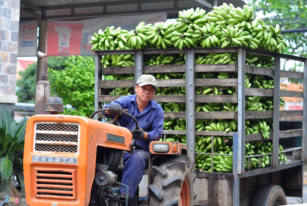 Nông dân dùng xe công nông tự chế chở chuối đến nơi tiêu thụ.