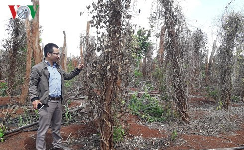 Khung cảnh hoang tàn tại các vườn tiêu ở Chư Pưh, Gia Lai.
