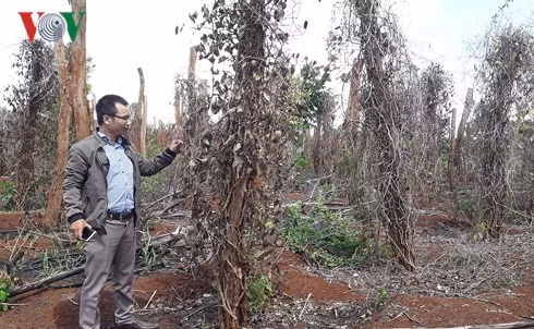 Khung cảnh hoang tàn tại các vườn tiêu ở Chư Pưh, Gia Lai.