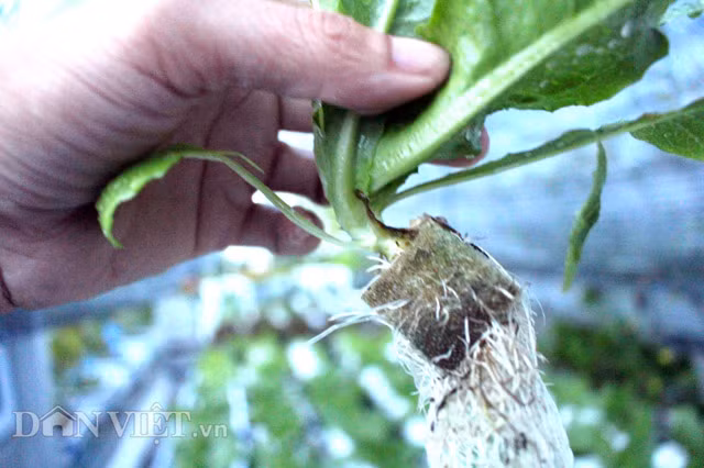 Xốp dinh dưỡng có dạng hình vuông (không độc hại – PV). Sau khi gieo hạt vào chính giữa miếng xốp sẽ bắt đầu đặt vào các ô chính giữa trên giàn thủy canh. Với phương pháp trồng này, rau sẽ lớn nhanh hơn nhiều lần so với cách trồng rau thông thường.