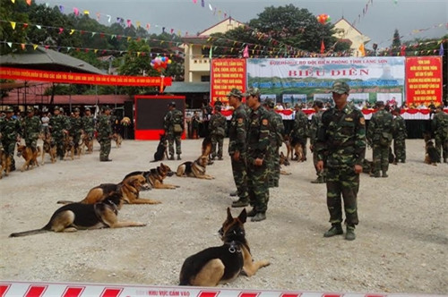 Chó nghiệp vụ thực hiện động tác điều lệnh – kỷ luật.