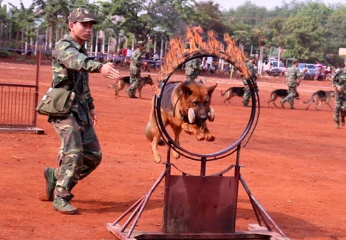 Ngậm tang vật của tội phạm lao qua vòng lửa.
