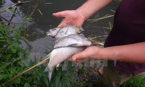 Lộ diện thủ phạm bức tử tôm cá tại suối Màn, suối thượng nguồn đổ về sông Đà (Ảnh: Võ Phương/Vietnam+)