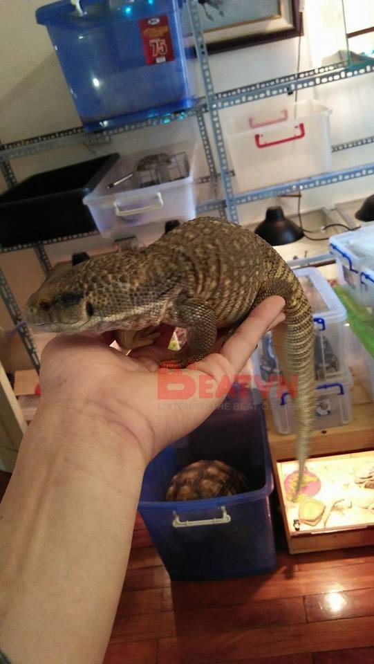 Cũng vì sở thích này mà Kiên phải ra ở riêng. Trong căn nhà hiện tại, Kiên chỉ sở hữu một giường và một bàn làm việc, còn lại là không gian cho các loài bò sát tự do đi lại.