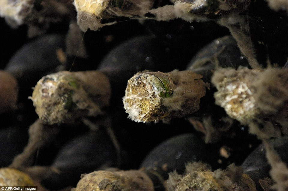 Bạn có thể tìm hiểu quá trình sản xuất, đóng chai và bảo quản rượu vang tại Mileștii Mici. Vườn nho này nổi tiếng với những loại vang đỏ thượng hạng. Ảnh: Getty Images.