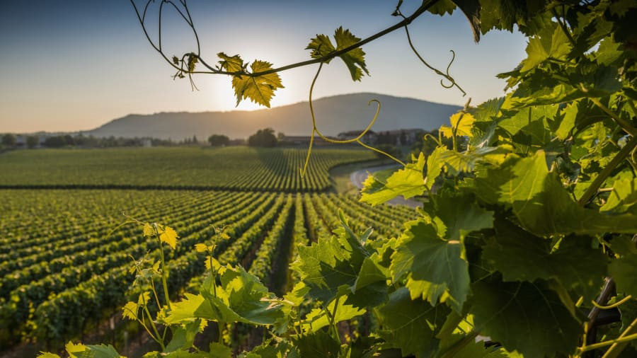 Du khách còn có thể thể tham quan các ruộng nho trong vùng Codru... Ảnh: CNN.