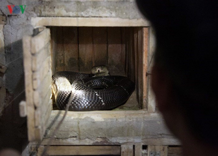 "Hang" rắn được người dân xây với bề rộng khoảng 30 cm, sâu 60 cm, cao 30 cm. Mỗi "hang" chỉ nuôi một con rắn.