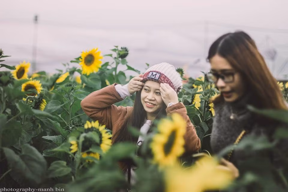 Lễ hội Hoa hướng dương được tổ chức đã thu hút du khách trong và ngoài nước, góp phần quảng bá về danh lam thắng cảnh và những giá trị văn hóa trên địa bàn huyện Nghĩa Đàn. Ảnh: Mạnh Bin