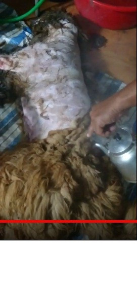 Trong clip được đăng tải trên mạng xã hội, người đàn ông ở Bạc Liêu hướng dẫn khá tỷ mỉ từ cách làm lông ra sao cho tới lọc thịt như nào để không bị vụn. Ngay sau khi chứng kiến cảnh tượng "kinh tởm" này nhiều dân mạng đã hướng sự chỉ trích về chủ nhân của clip, cho rằng dù sao cũng không nên quay clip hướng dẫn lột da một con vật một cách dã man như vậy, nhất là loài chó, giống vật nuôi được yêu mến nhờ sự trung thành và đáng yêu.