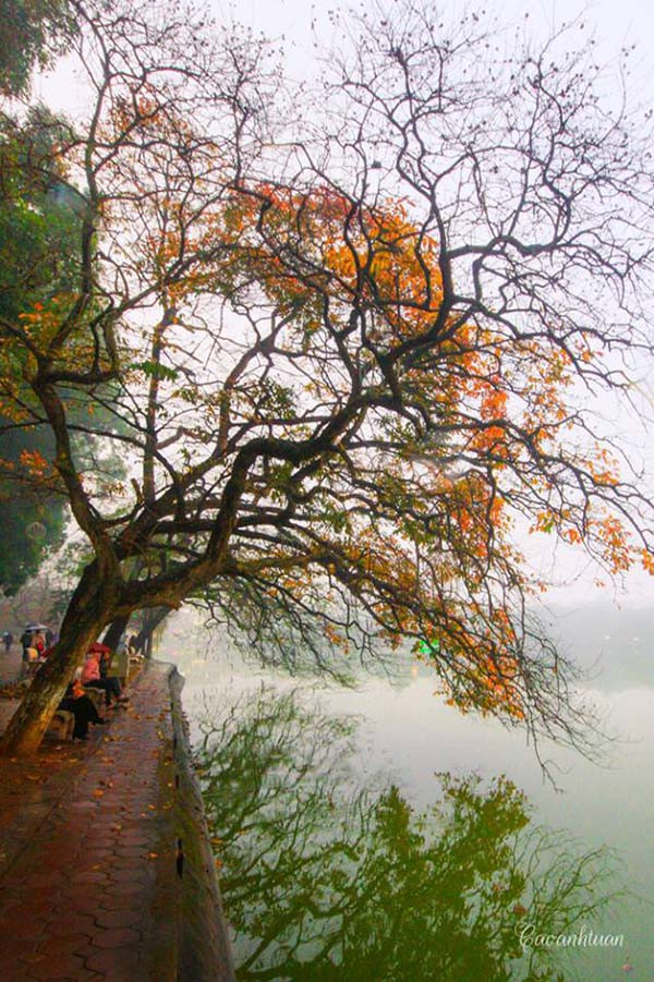 Mỗi lần đến Hồ Gươm tháng 3 hay chỉ ngắm nhìn qua những bức ảnh thôi là ta dễ dàng bắt gặp hình ảnh đôi nam nữ hay những cặp tri kỉ già tâm tình bên gốc cây lộc vừng. Hà Nội bình yên quá đỗi trong khắc ấy. Trong khoảnh khắc ấy, những ai xa thành phố này đều nhớ lắm. Ai có lời hẹn quay về Hà Nội chắc cũng như thấy thôi thúc lòng mình. Mùa lộc vừng thay lá trong kí ức người Hà Nội còn thiêng liêng hơn nữa. Với họ, đó là Hà Nội nên thơ nhất, lãng mạn nhất và chứng kiến bao đổi thay của thành phố và của cả những kiếp người. Rời Hà Nội, tháng 3 này nhắc tôi lên đường đến những miền đất mới. Đó dường như cũng là điểm hẹn của nhiều bạn trẻ mỗi mùa xuân về ở những bản cao nơi núi non, mây trời trùng điệp.