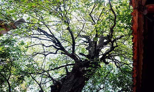 Ky la cay thi gan 600 tuoi phat ra tieng dong luc nua dem