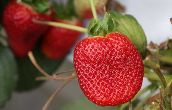 Vườn dâu được thiết kế sản xuất hoàn toàn theo công nghệ của Israel.