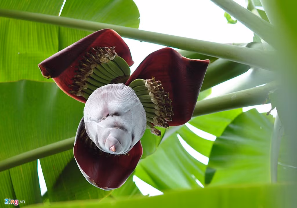 Theo vị Chủ tịch xã, nhiều gia đình đã đầu tư theo hướng thực hành sản xuất nông nghiệp tốt (VietGap) nên cây cho thu hoạch 16 tấn/ha mỗi năm.