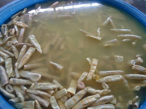 Khiếp đảm măng tẩm hóa chất, từ đồ thối mốc thành đặc sản Khiep dam mang tam hoa chat, tu do thoi moc thanh dac san