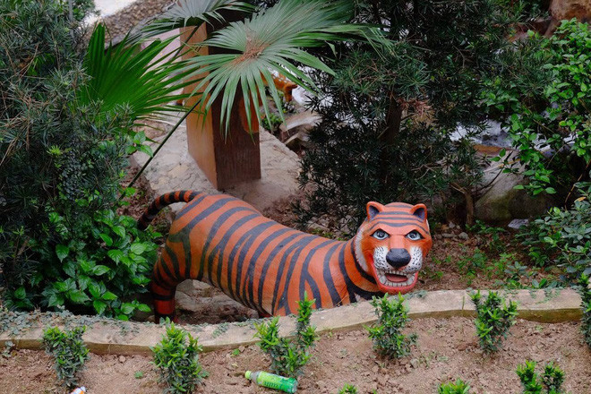 Hổ ư, nhìn chẳng giống và nó được miêu tả như chú mèo có răng nanh.