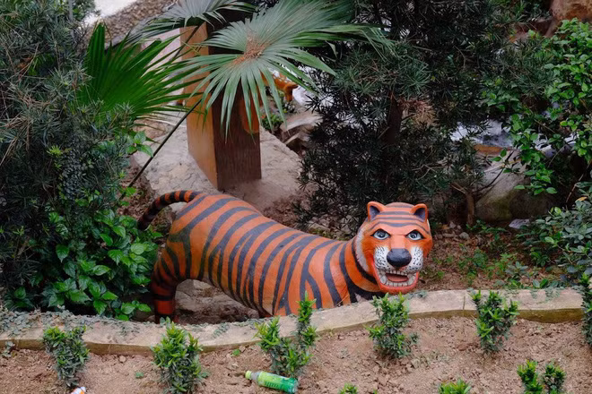 Hổ ư, nhìn chẳng giống và nó được miêu tả như chú mèo có răng nanh.