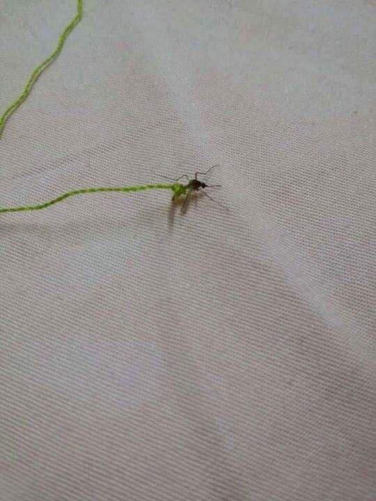 Không những sưu tầm đựng trong ống bút mà khi "thu phục" được muỗi sống, các bạn trẻ còn biến chúng thành PET và buộc dây để kiểm soát.