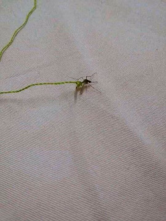 Không những sưu tầm đựng trong ống bút mà khi "thu phục" được muỗi sống, các bạn trẻ còn biến chúng thành PET và buộc dây để kiểm soát.