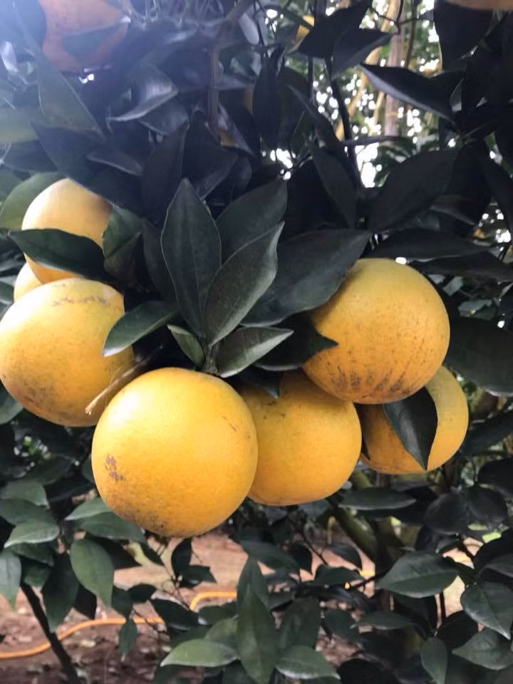 Mot cay cam Vinh “vo ke hoach” co 1.000 qua, tra 20 trieu