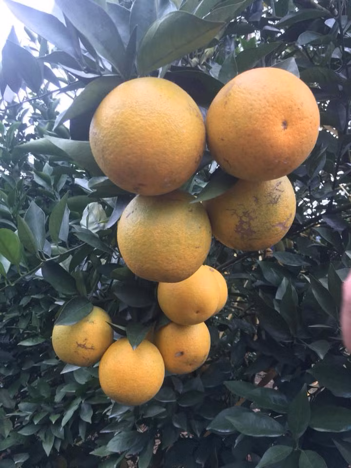 Được biết gia đình anh Tấn trồng cam theo tiêu chuẩn VietGAP.