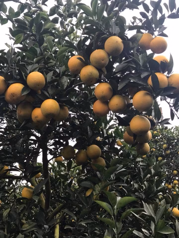 "Năm nay theo quy trình kỹ thuật, tôi vẫn bón phân và tưới nước nhỏ giọt như mọi năm. Không ngờ trong vườn cam của gia đình tôi năm nay có được 1 cây cam cho khoảng hơn 3 tạ quả, rất nhiều người đến gạ mua 20 triệu để làm cây cảnh và làm quà biếu nhưng tôi không bán. Cây cam này rất quý, rất nhiều năm nữa nó có thể cho ra quả rất nhiều..."