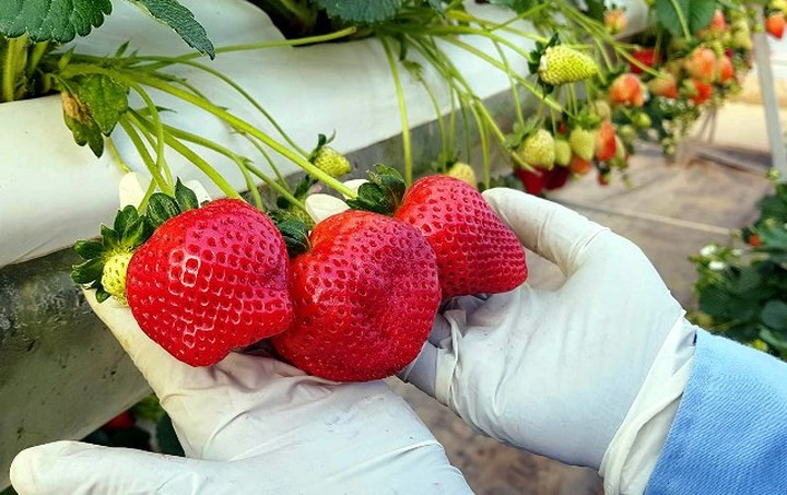 Nhân viên hái đều mang găng tay diệt khuẩn để đảm bảo an toàn, sạch khi xuất bán.