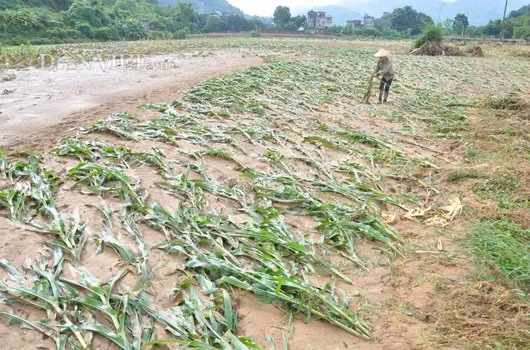 Cánh đồng của xã Cốc San vào thời điểm này đâu đâu cũng thấy cát trắng xóa, mùi cá, hoa màu thối bốc lên nồng nặc - Ảnh: Dân Việt