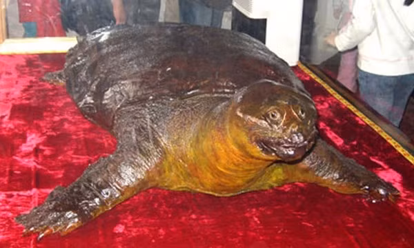 Tiet lo thu pham sat hai cu Rua o den Ngoc Son