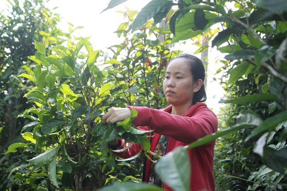 Cây chè cổ thụ này mọc nhiều ở khắp các ngọn núi ở Trà Nham. Ảnh: NGUYỄN TRANG